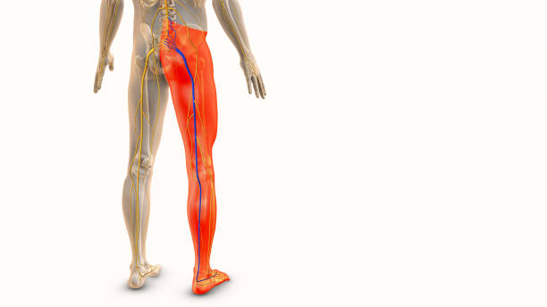 Knee Pain